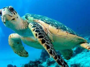 Divers Lodge Guest House Beau Vallon