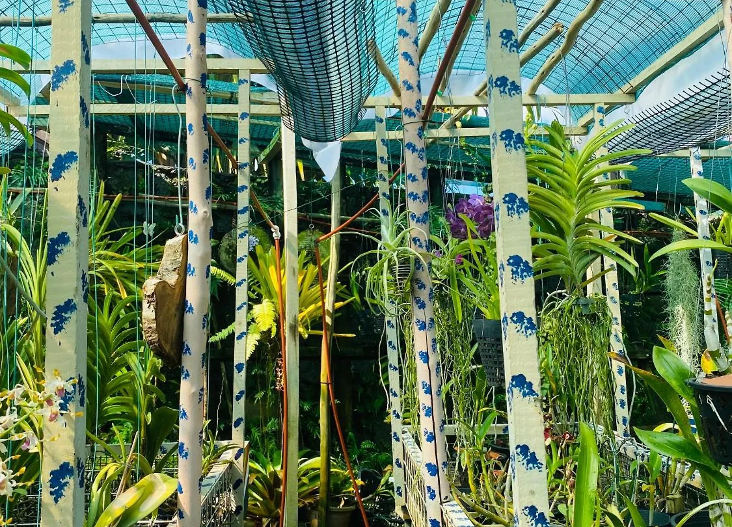 潜水员山林小屋住宿加早餐旅馆 博瓦隆 住宿加早餐酒店