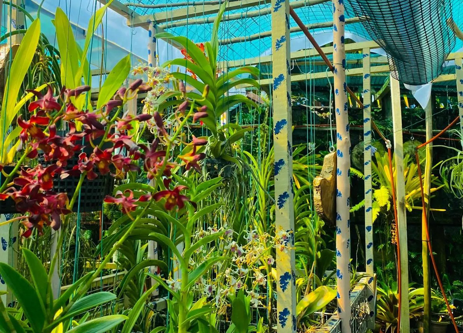 住宿加早餐酒店 潜水员山林小屋住宿加早餐旅馆 博瓦隆